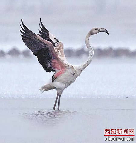 新疆石河子神鸟出没 传如凤凰浴火重生 翩翩起舞的火烈鸟(郭元清供图)