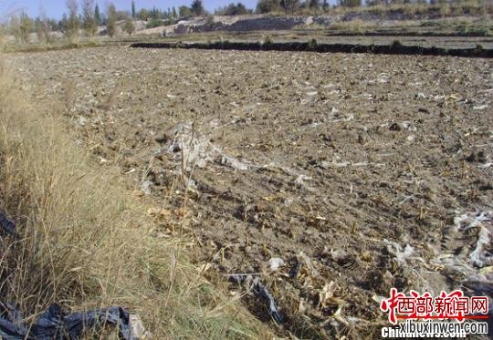 随着农膜使用量的持续增加、使用年数的增长,残留和随意丢弃的废旧农膜形成的污染亦在加剧。大风起兮,群“膜”乱舞,常见于中国西部农村。 甘肃农牧厅供图 摄