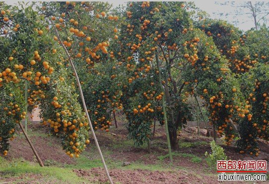 巫山培石:椪柑试产“俏销”试产期将突破300万
