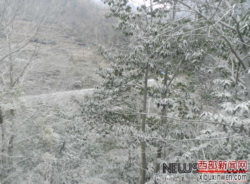附近路边的树上,落满粉尘