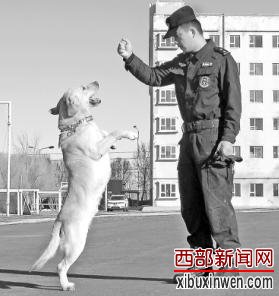 新疆特警警犬奇兵:杀人犯现场围观被追踪自首