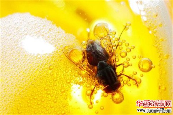 啤酒杀苍蝇